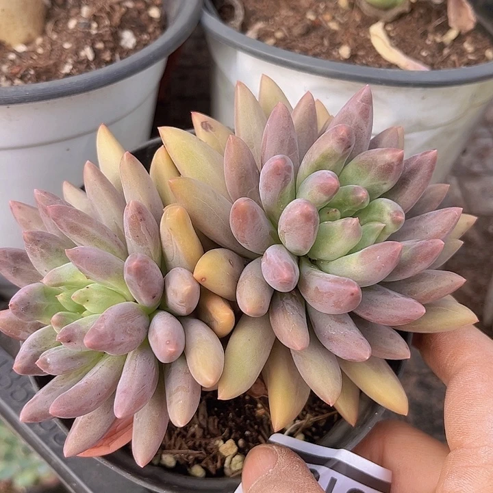 水晶球23180多肉植物