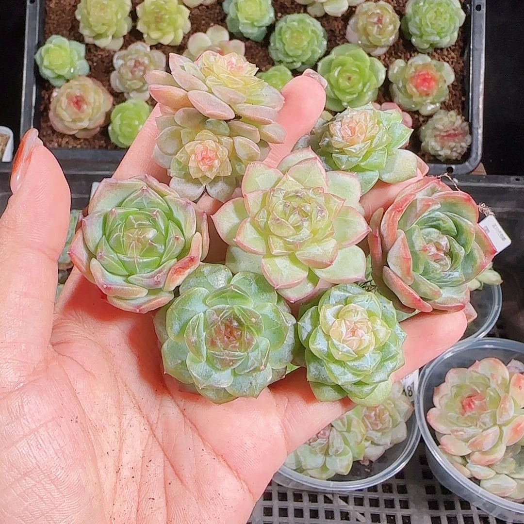 1018---190一物一拍