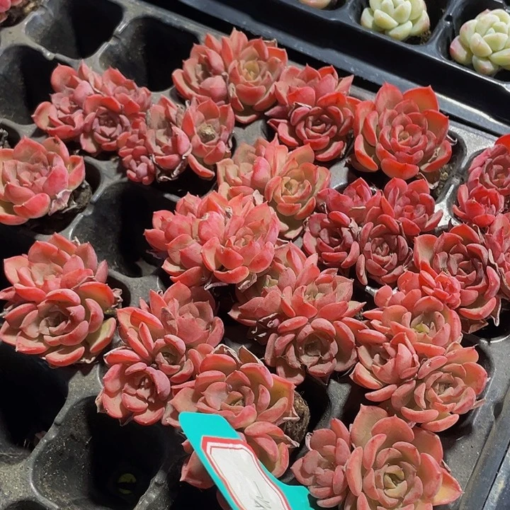 小高贵1元带土发