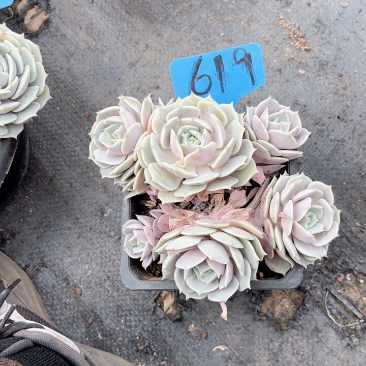 多肉植物9.9包邮