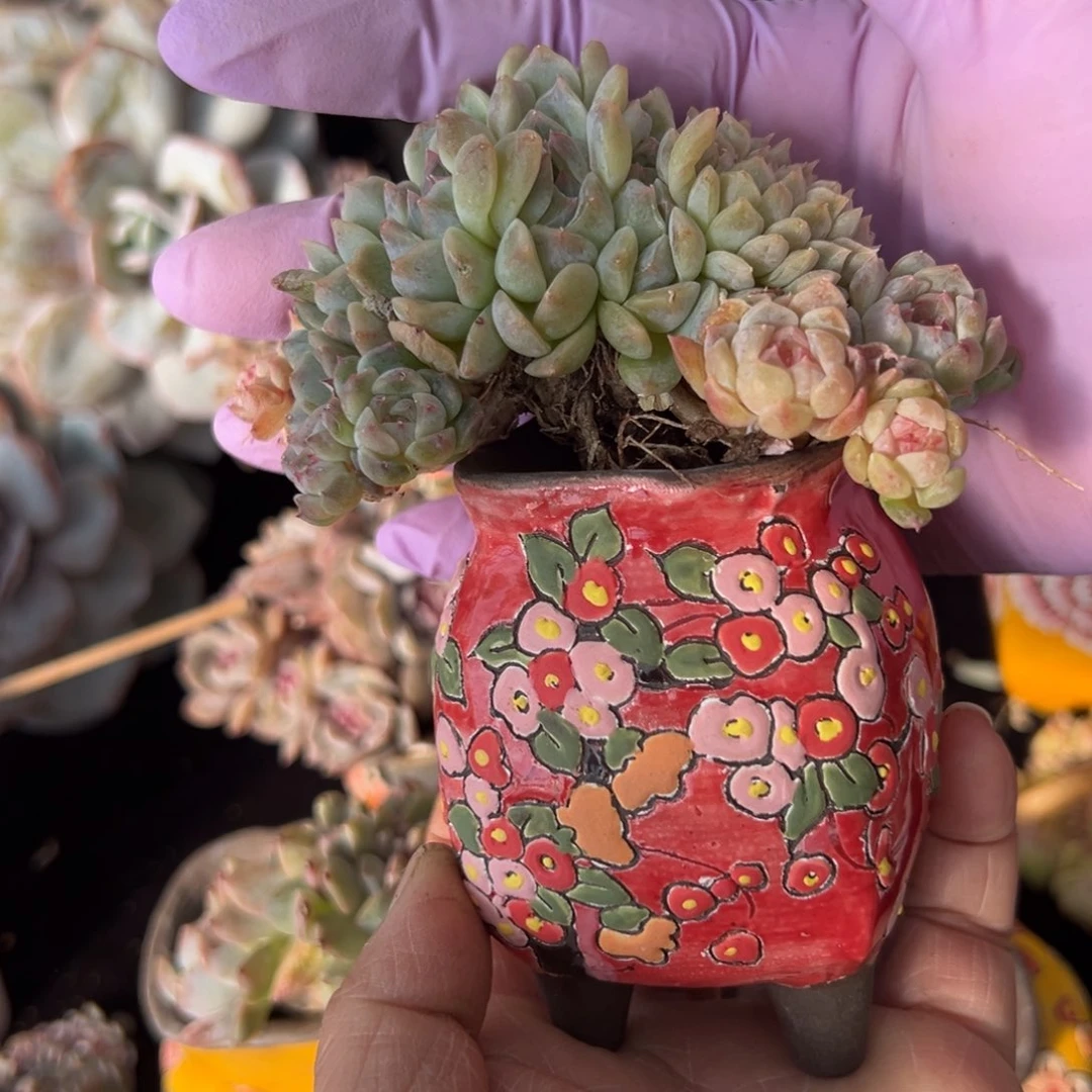 新年快乐 新年快乐 新年快乐