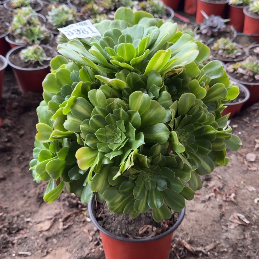 法师翡翠琉璃3981 19-13