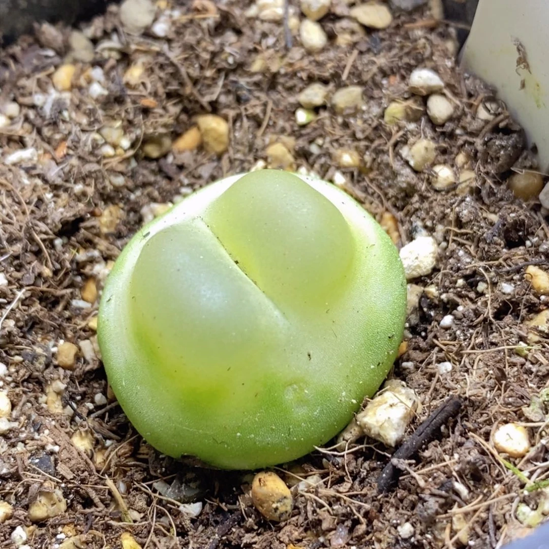 喵*咪1-1927好看好看好看