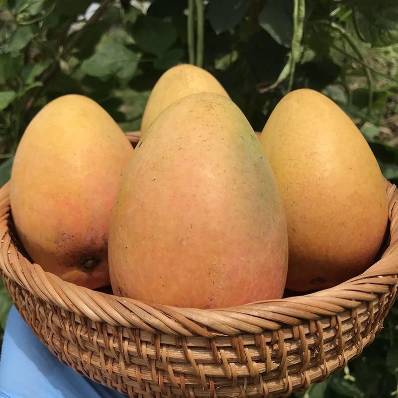 大台广西百色大台农芒果当季新鲜现摘现发水果5斤9斤果园百色芒果