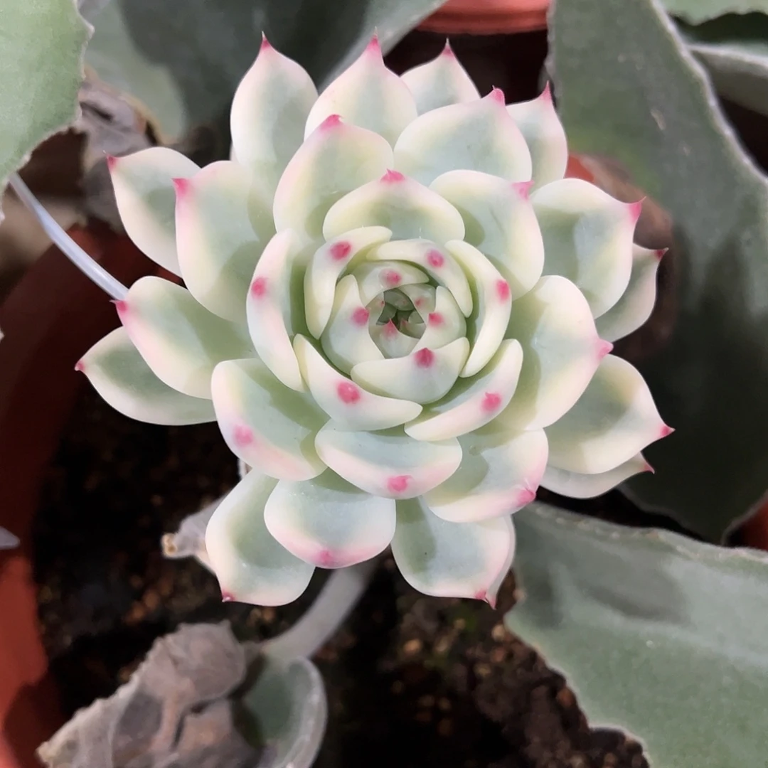 吉娃娃锦嫁接多肉