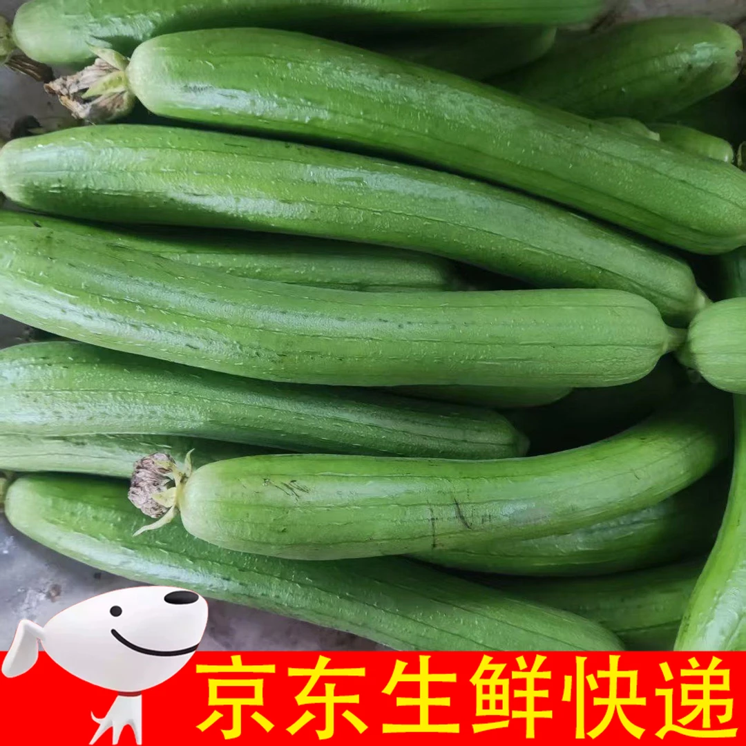 新鲜丝瓜 农家自种丝瓜