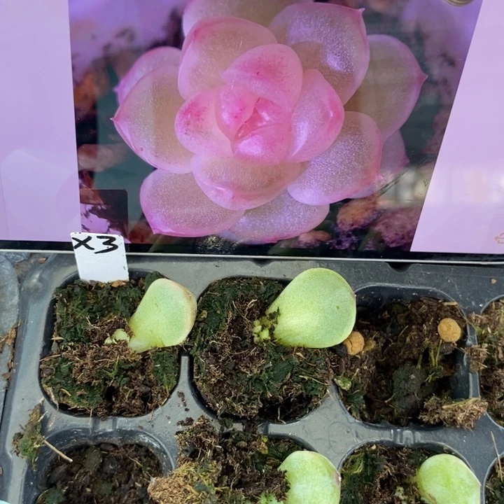 穴盘桃花x3芽苗一个多肉