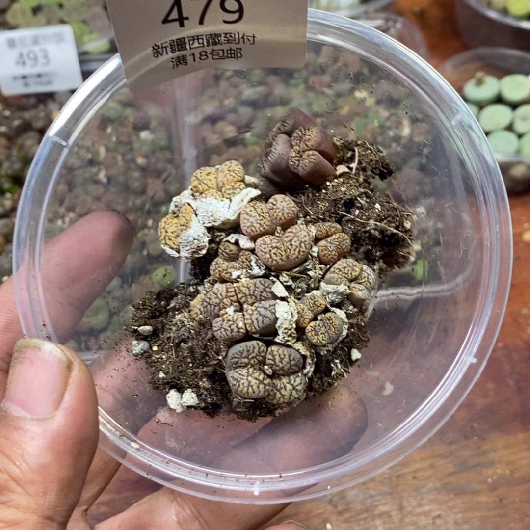 西***汁多肉蛋炒饭，感谢您相伴479
