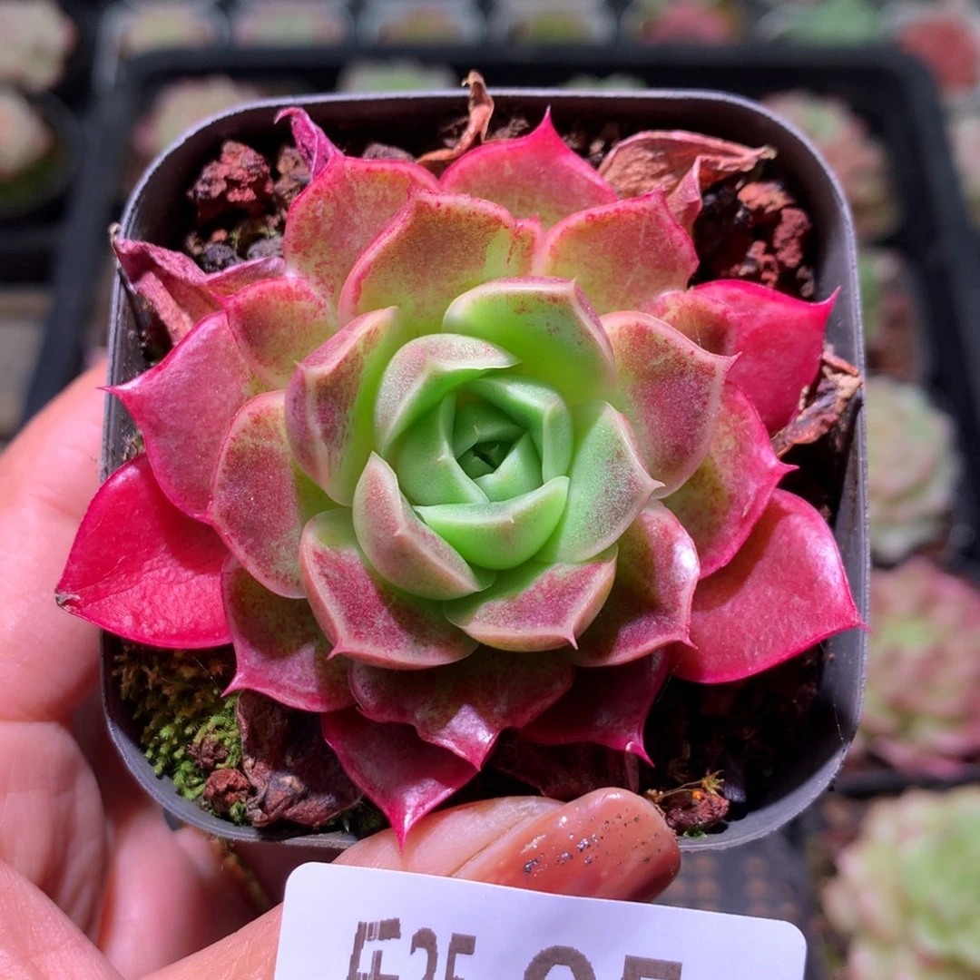 乐然25-95 红玫瑰