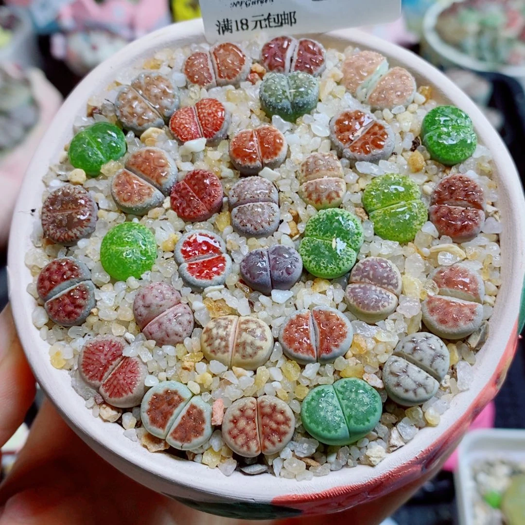 生石花花花花花花花244