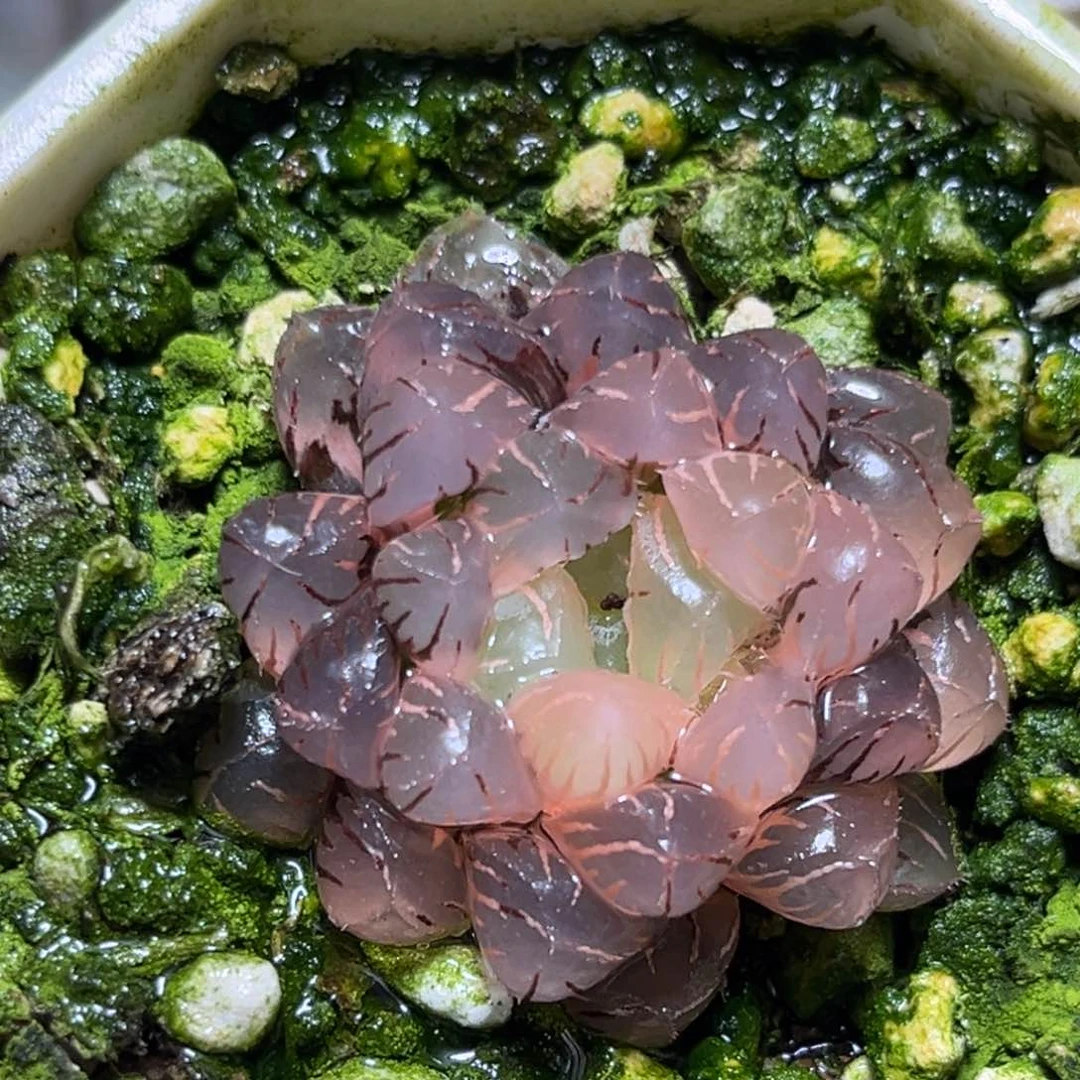 恭喜发财大吉大利925