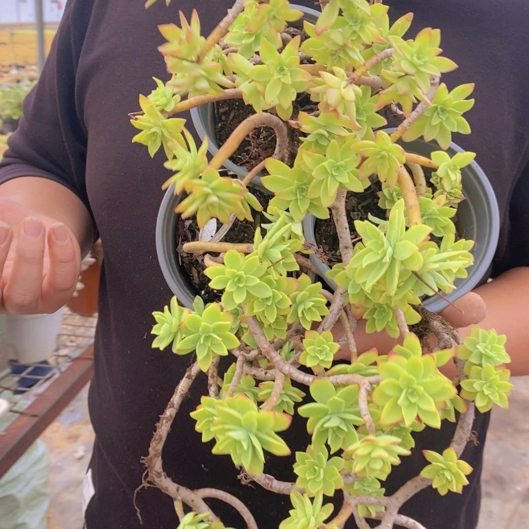 薄化妆整桩三盆，120杯