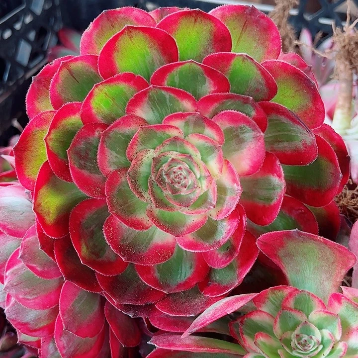 赤子心多肉植物大战僵尸