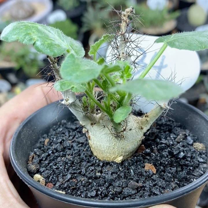34号实生白皮麻风树4cm