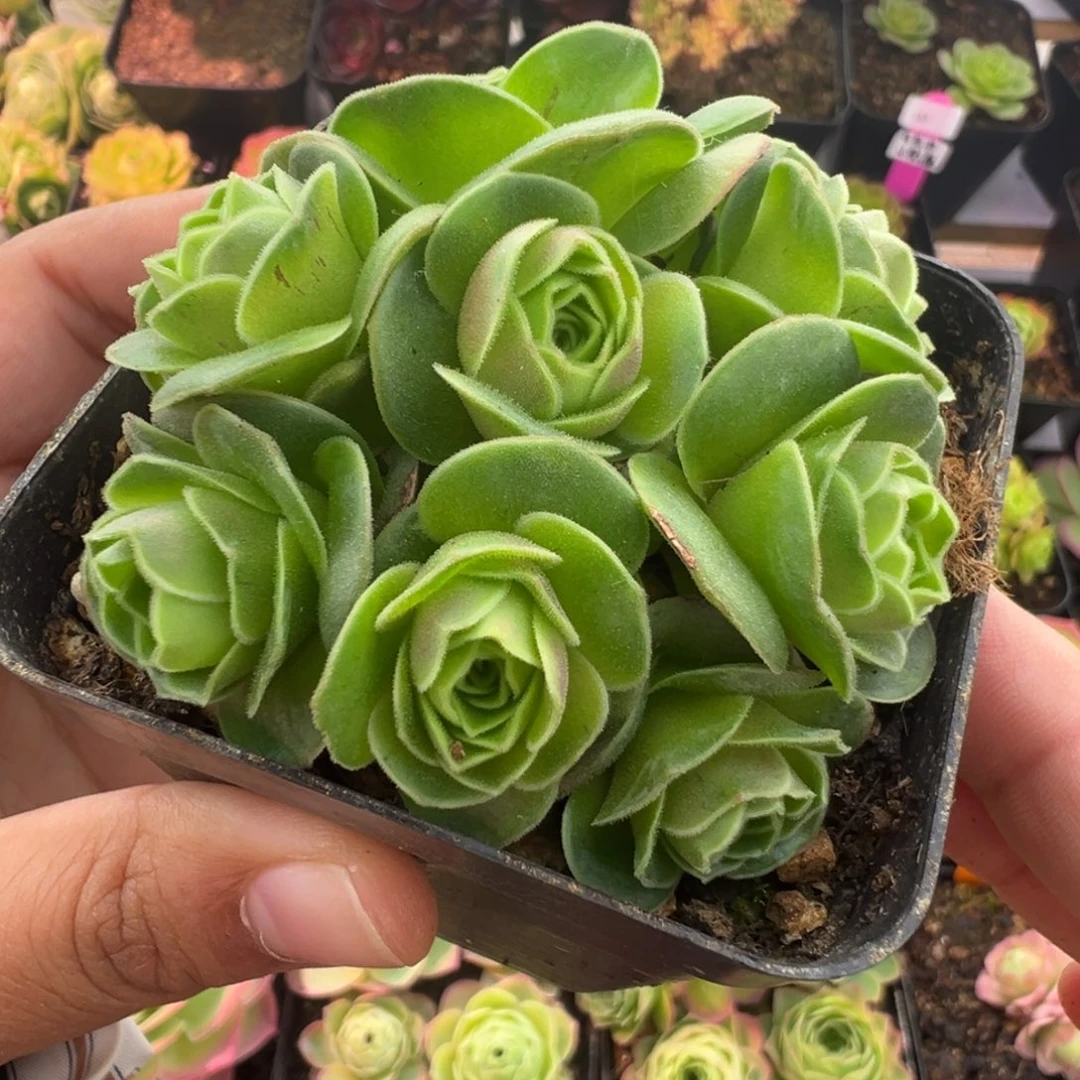 Y742半城玫瑰四月天绣球