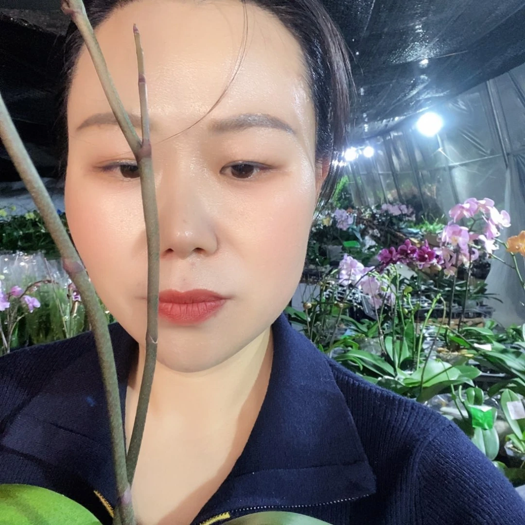 无花朵密尔沃基蝴蝶兰