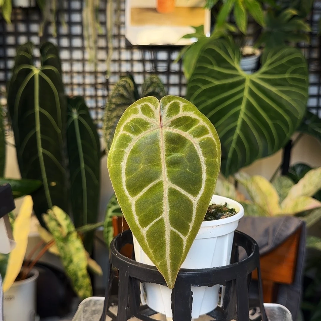 完全开放Q163粉柠檬红杂米歇尔，