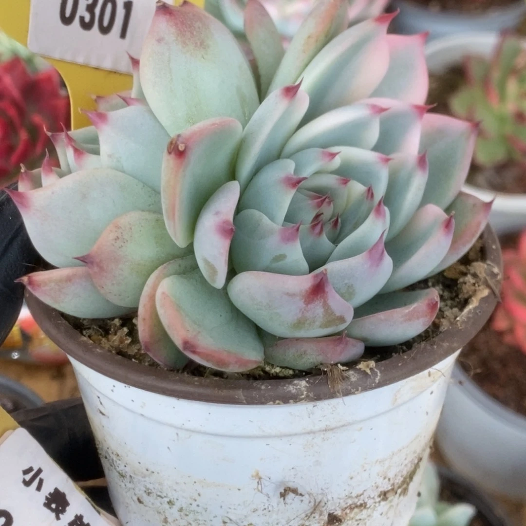 301吉娃娃锦锦锦锦锦锦