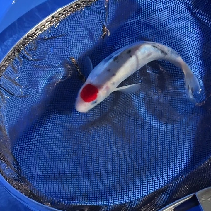 等***來锦鲤武山锦鲤6号订单