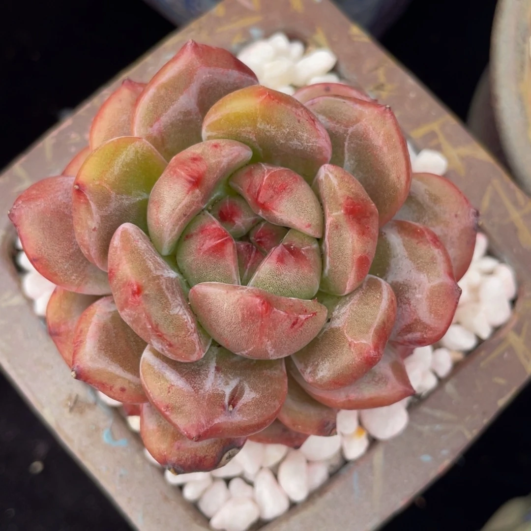 多肉植物盆栽多肉