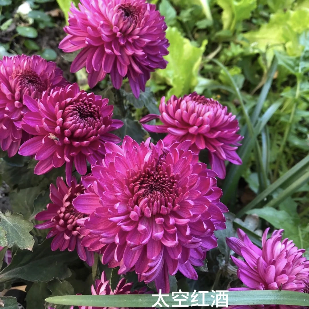 【太空红酒】多年生带花苞绿植盆栽适合室内外阳台种植