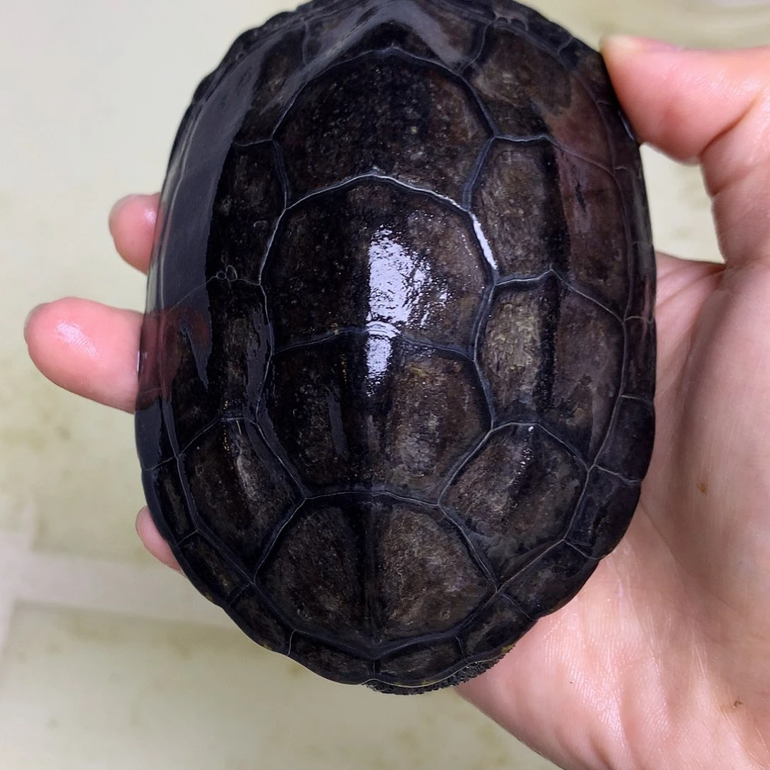 绿毛龟母中华草龟不分公母