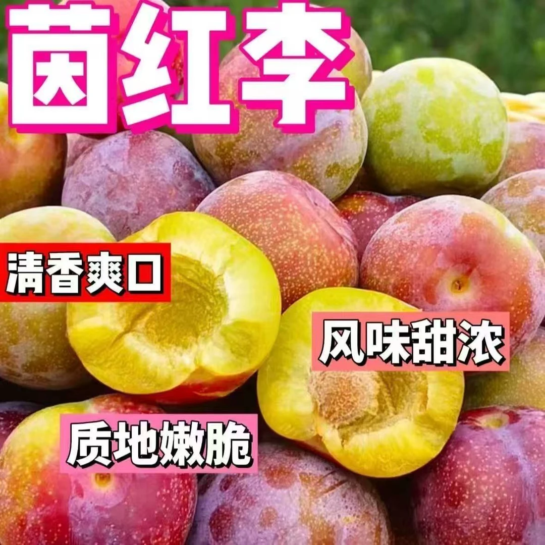 【半边红脱骨李】正宗四川半边红茵红脱骨李新鲜采摘当季脆甜多汁d