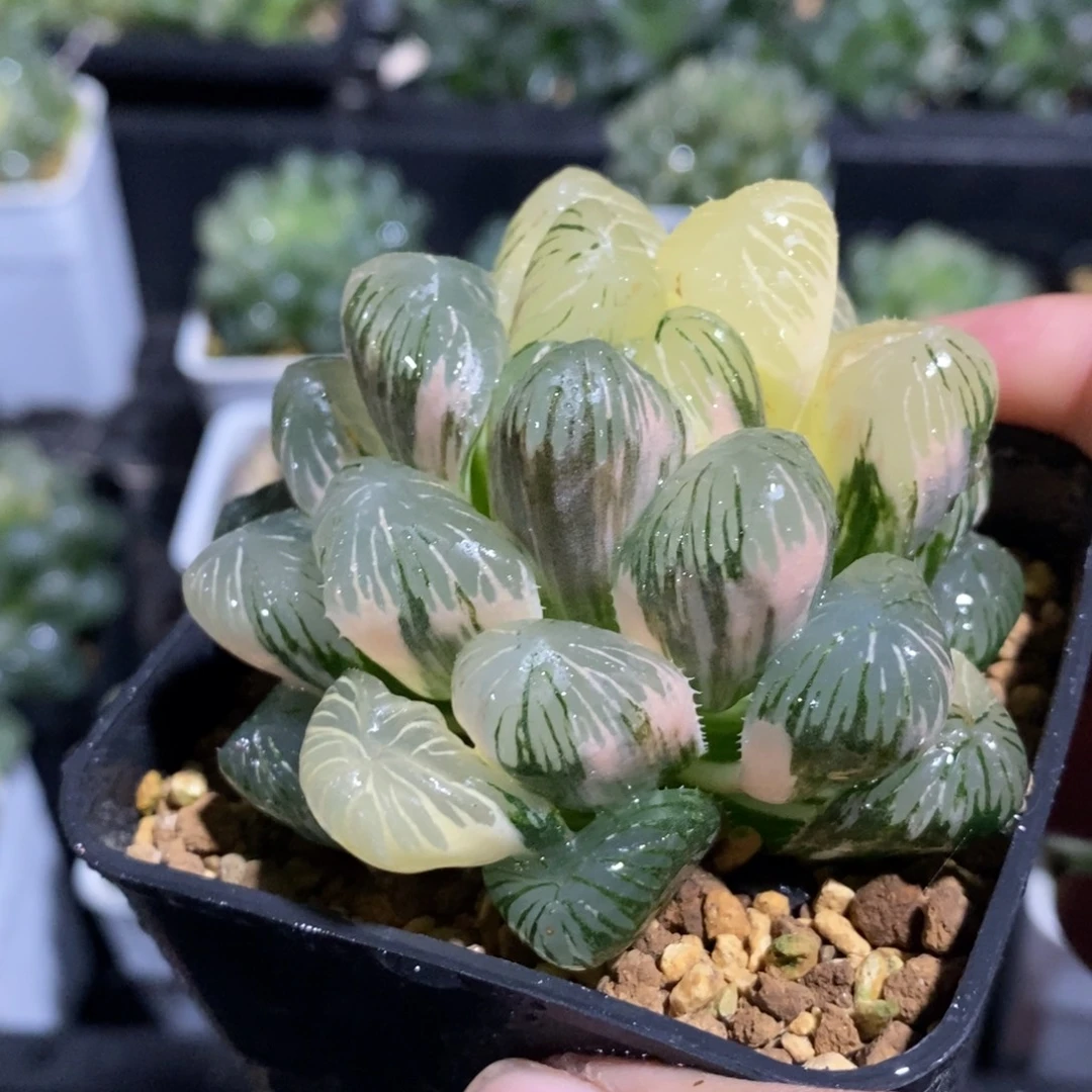 一颗大眼珠子玉露锦 圣诞福利