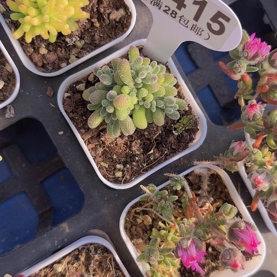 B415冰晶一物一拍