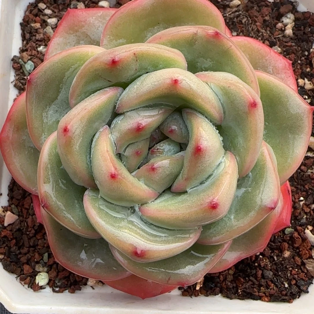 从前慢甄选多肉编号泡芙