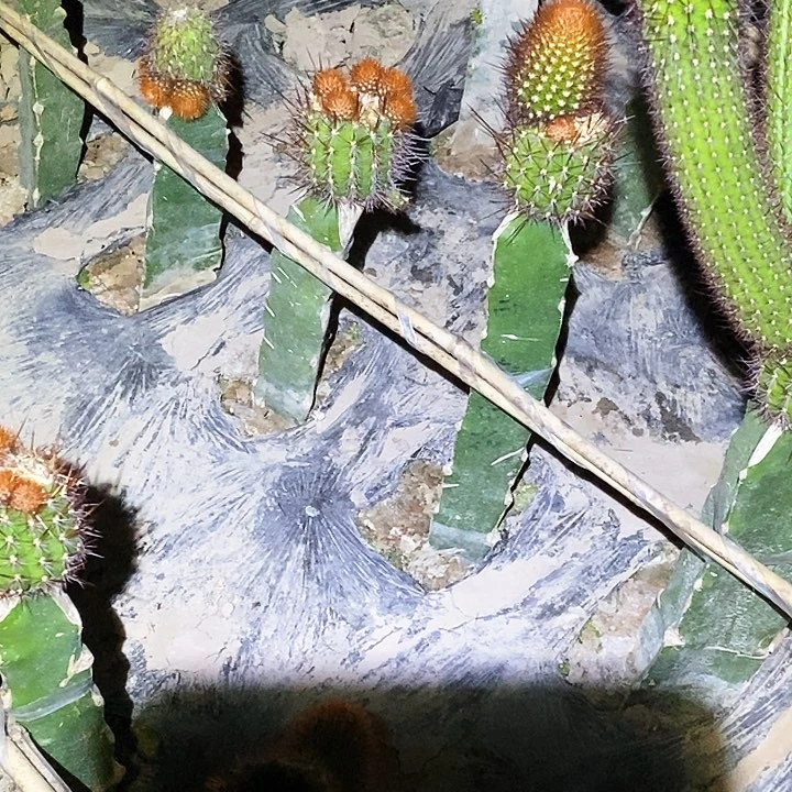 小*红刺 带根发货