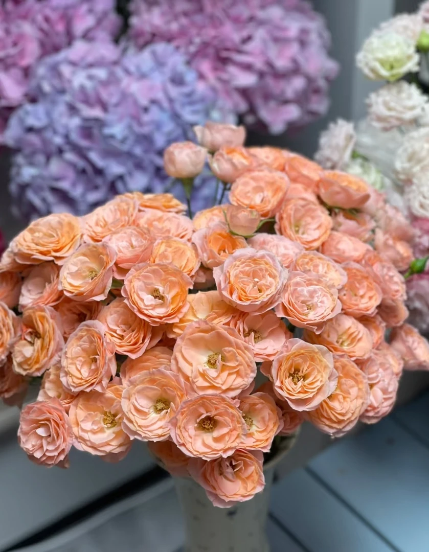 米奇多头玫瑰花水养鲜花家用插花情人节花束云南直发鲜切花