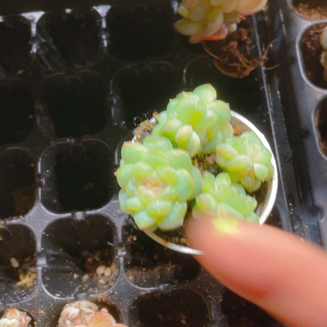长***钻石一盆四个一个满25包邮