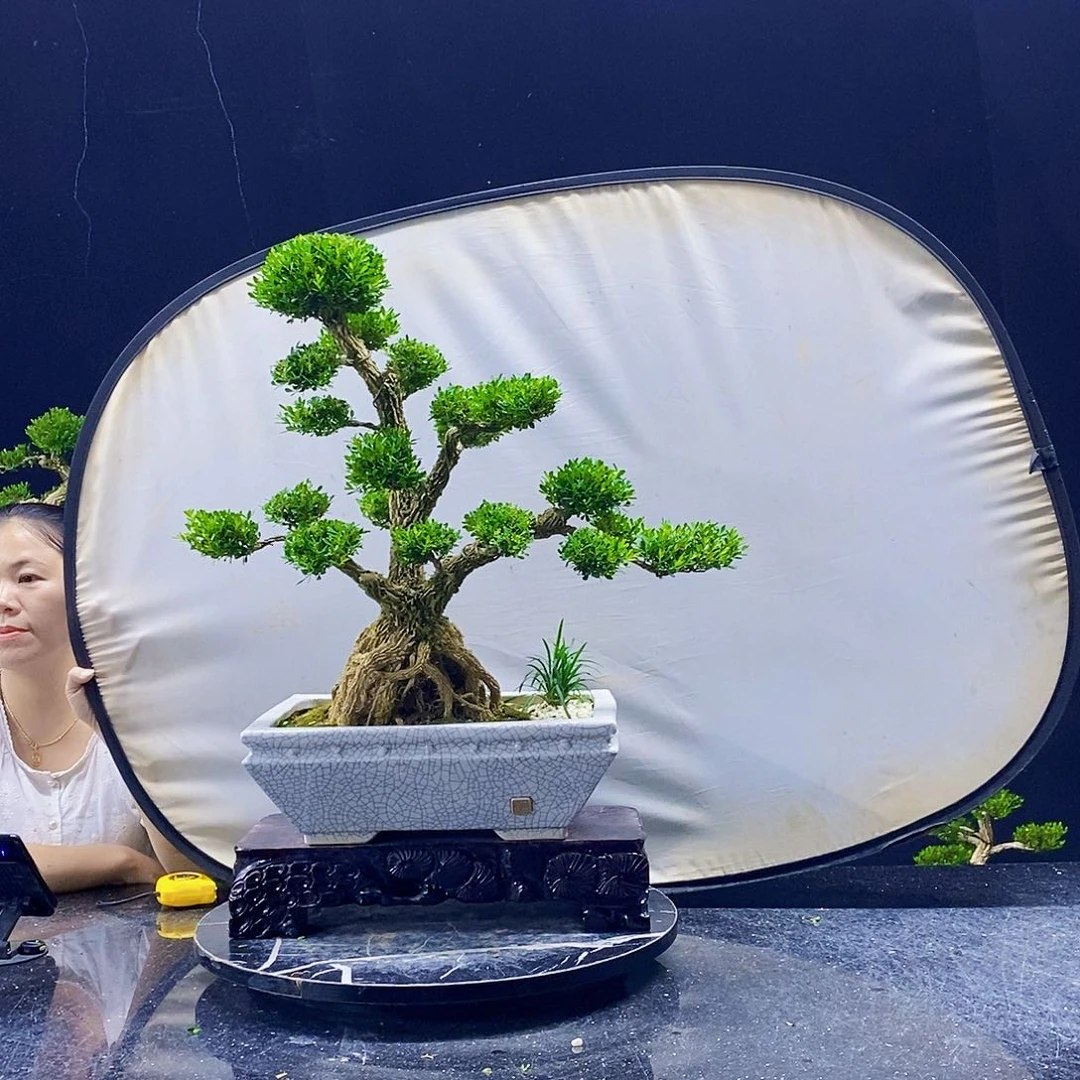 无花朵黄杨盆景造型