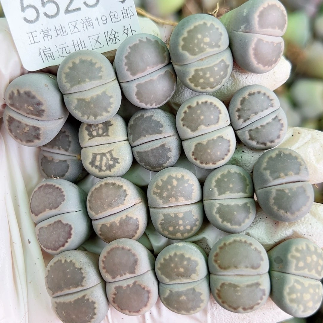 5523 好养易活生石花大母本20个