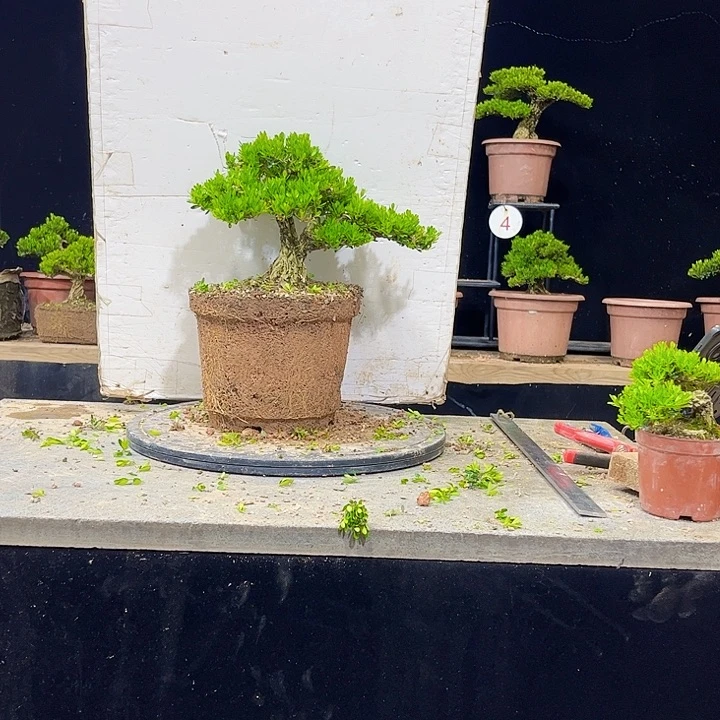 无花朵黄杨盆景四季常绿