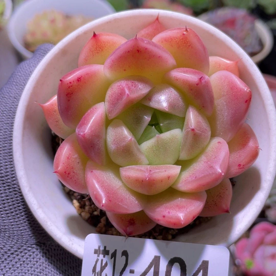 花利美12-404麦秆
