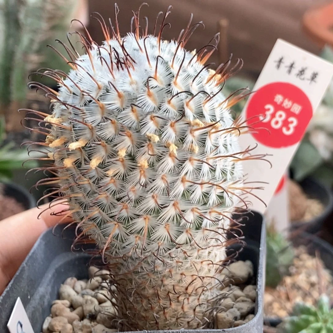 自根曲刺佩雷4.2cm