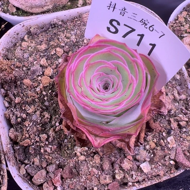 三碗711 帕系不知名