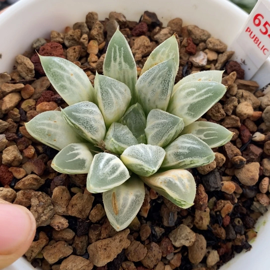 654号糊斑爱心寿锦多肉