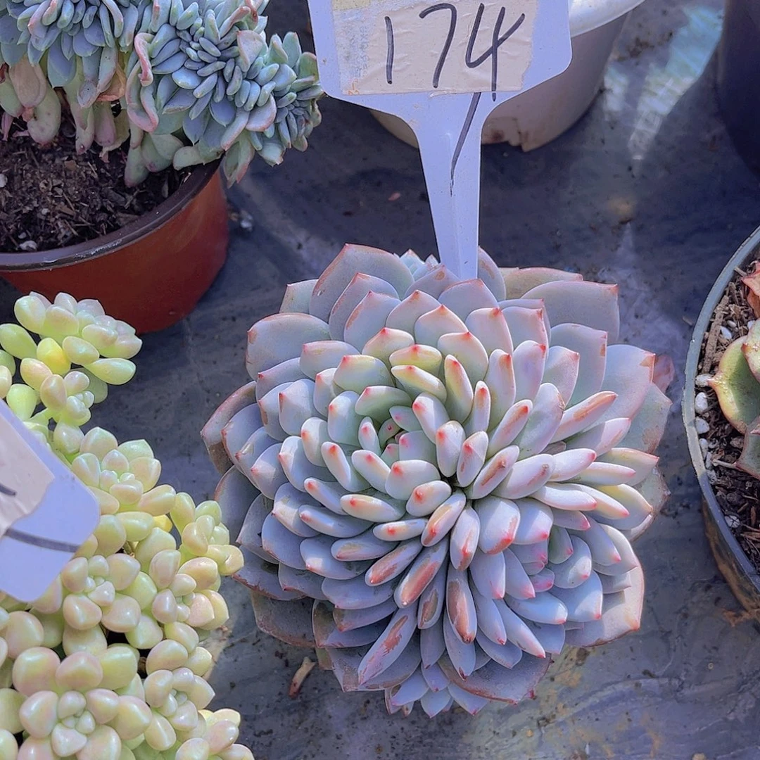 娜***吖000000000000000174