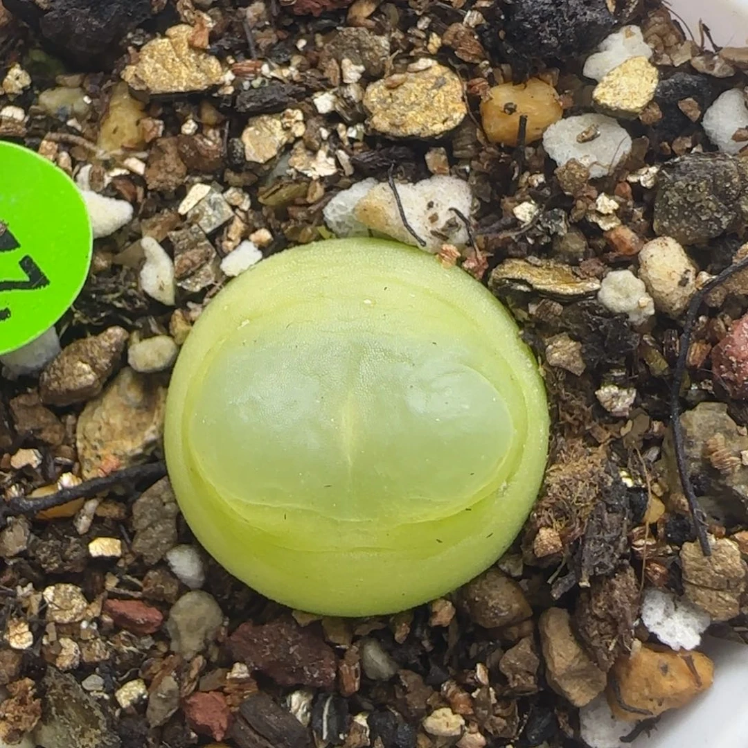 拉登1.7+多肉植物226