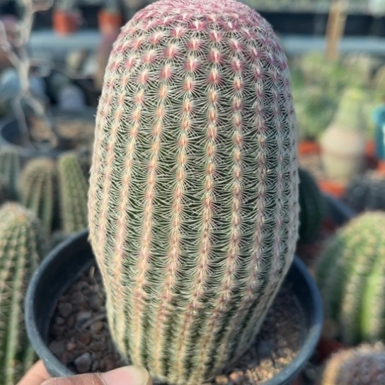 当前无花栽培后可以开花实生白太阳