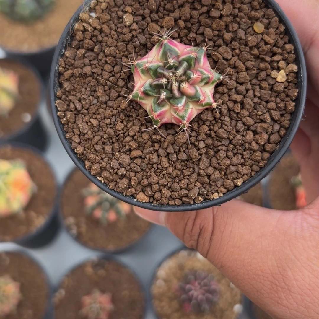 249-0101泰国发货多肉