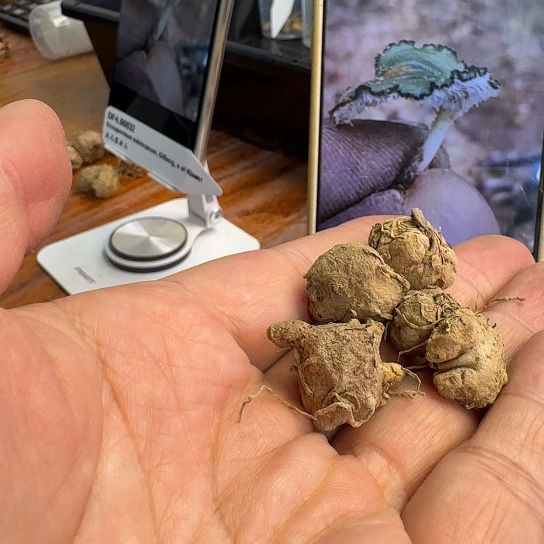 灰毛雾冰玉一组五个一组2-1-3