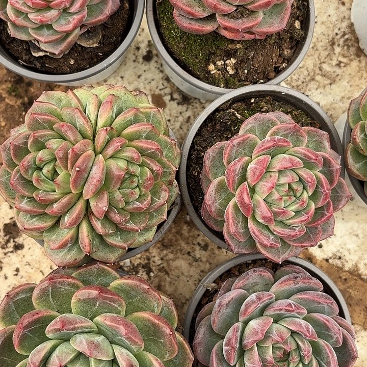 青霓（拍满18包邮）