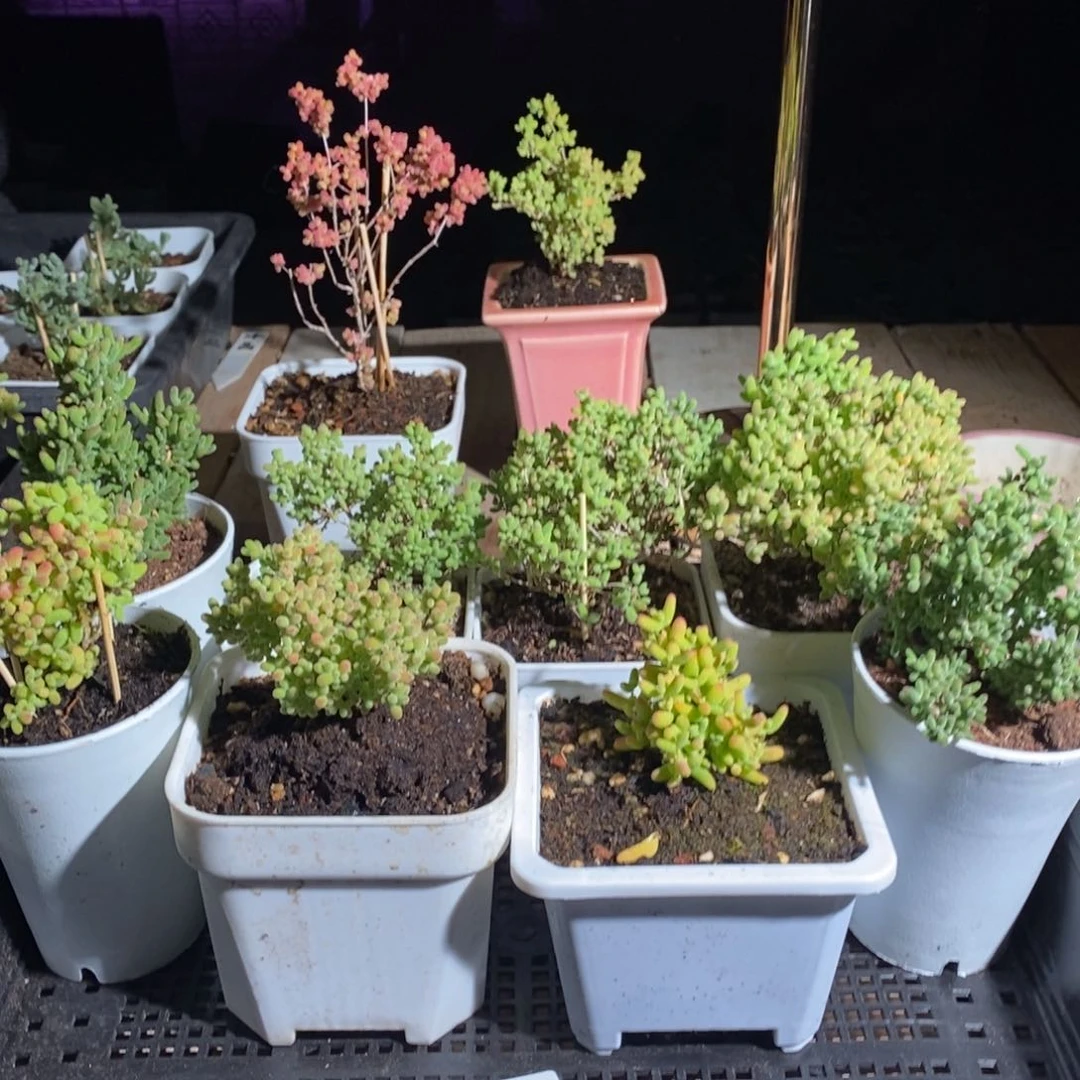 枝干番杏多肉植物817