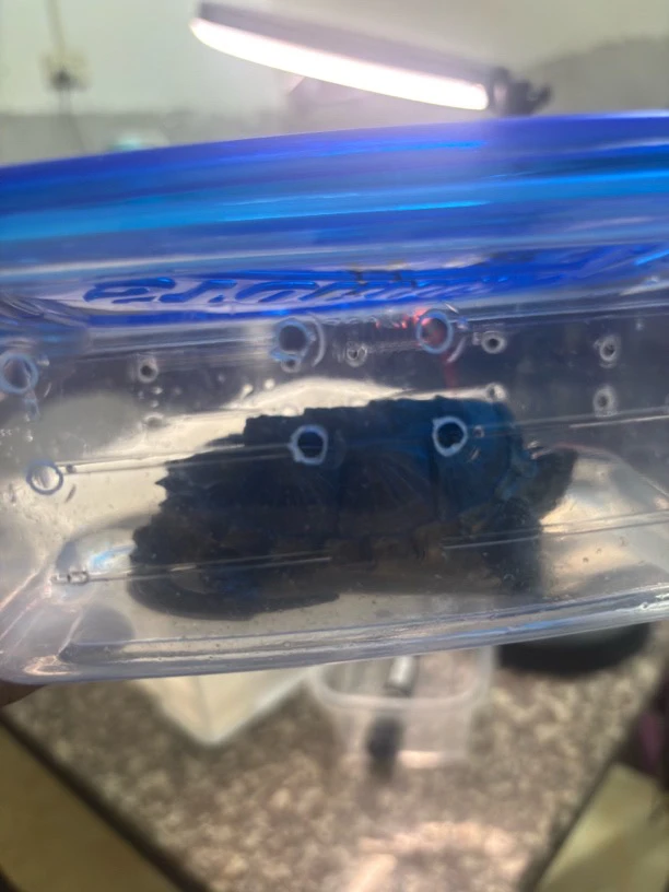 小鳄龟杂佛活体凶猛高性能食肉观赏宠物龟