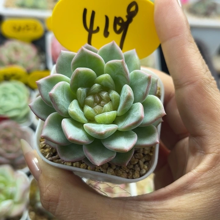 正版无尽灯单头4109