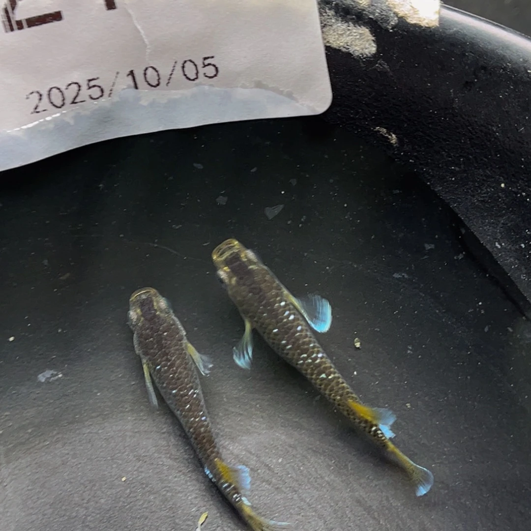 青鳉鱼210奶酪一对公母